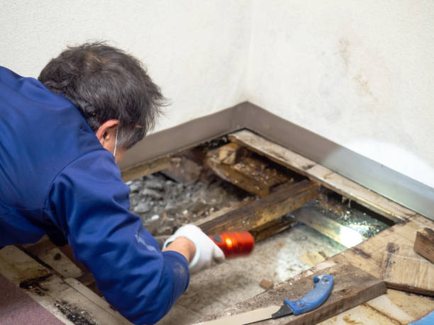 Best Local Mold Removal Service  in Berkeley, CA