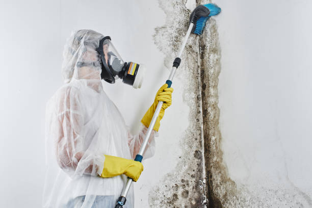 Best Mold Cleaning Services  in Berkeley, CA