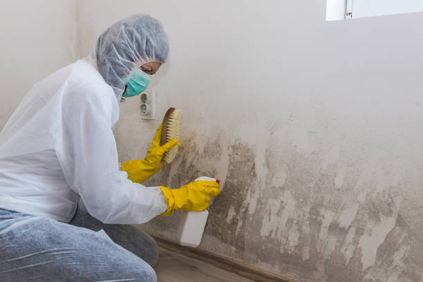 Best Mold Damage Repair  in Berkeley, CA