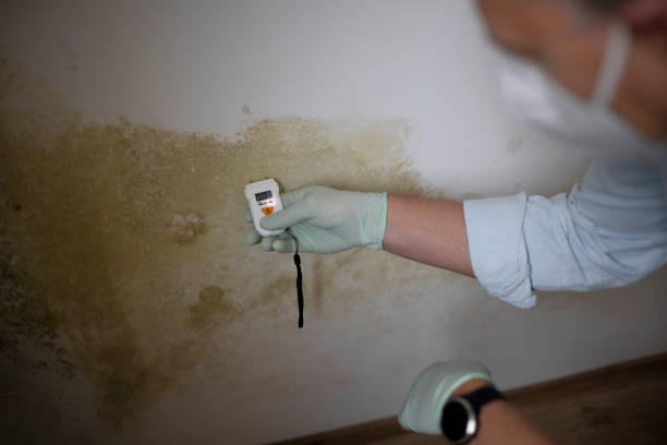 Berkeley, CA Mold Removal Company