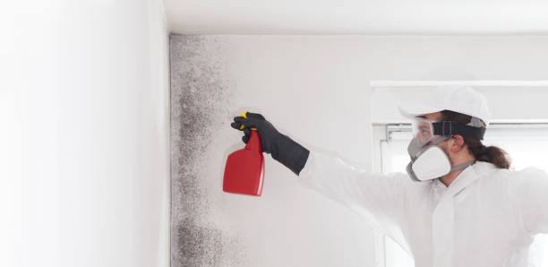 Best Certified Mold Removal  in Berkeley, CA
