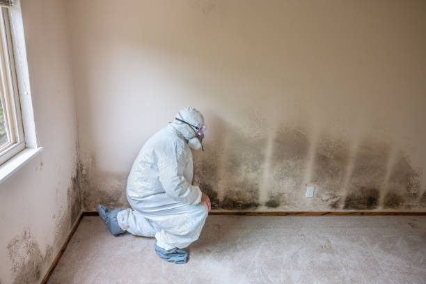 Best Attic Mold Removal  in Berkeley, CA