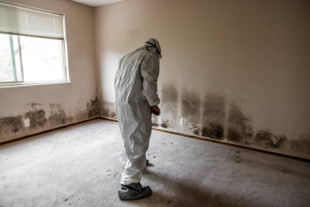 Best Attic Mold Removal  in Berkeley, CA