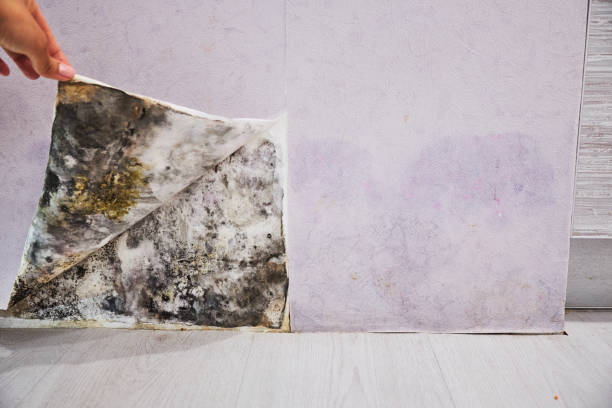 Best Residential Mold Removal  in Berkeley, CA